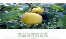小甜梨韩归姜梨提酒