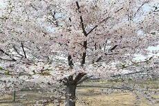 日本樱花介绍200字
