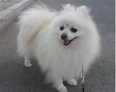 博美犬好养吗
