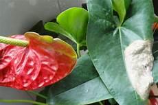 红掌开花时用什么肥料