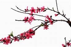 桃花朵朵开图片
